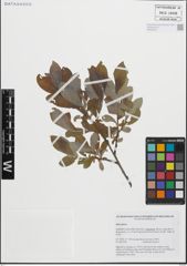 Foto von Salix glauca L.